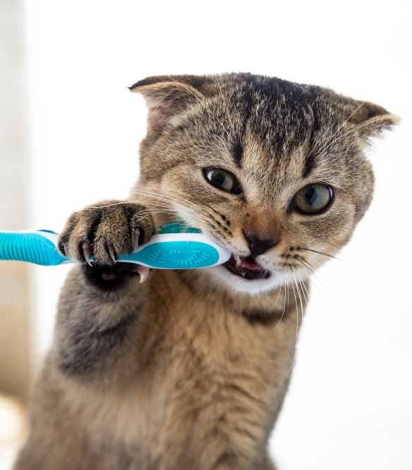 Common Behavioral Issues in Cats