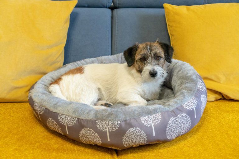 Donut Dog Beds EzPz