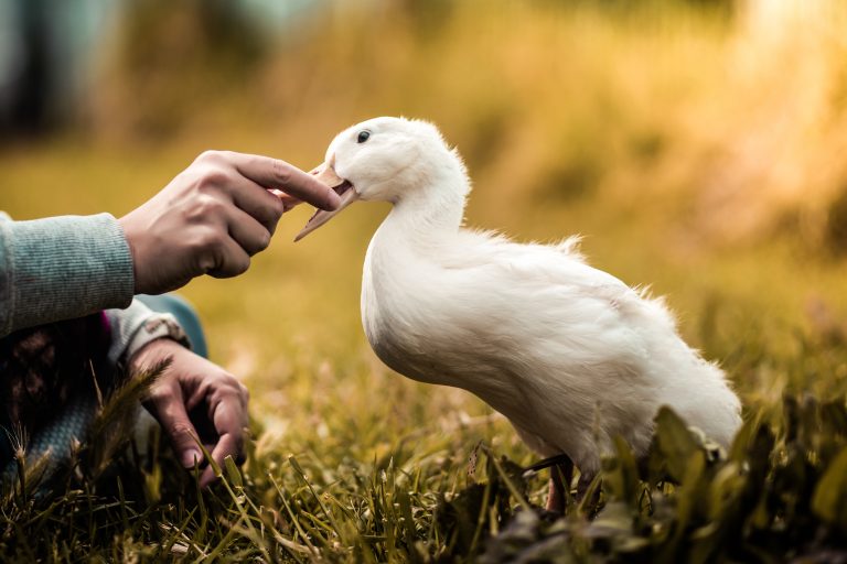 Fluffy Feathers Expert Tips for Optimal Feather Care in Birds