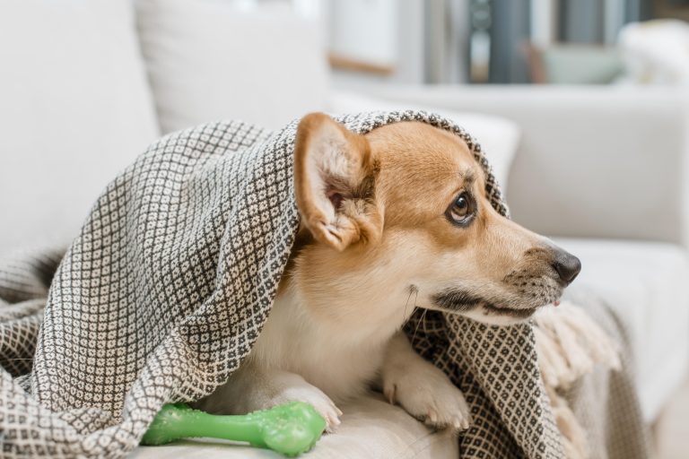 5 Telltale Signs Your Pet Might Be Battling Seasonal Allergies