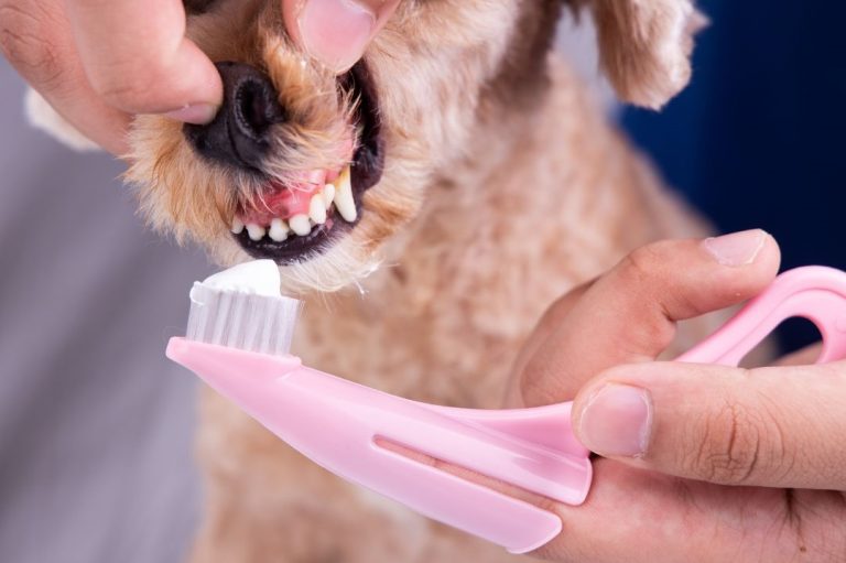 Dog Grooming Session