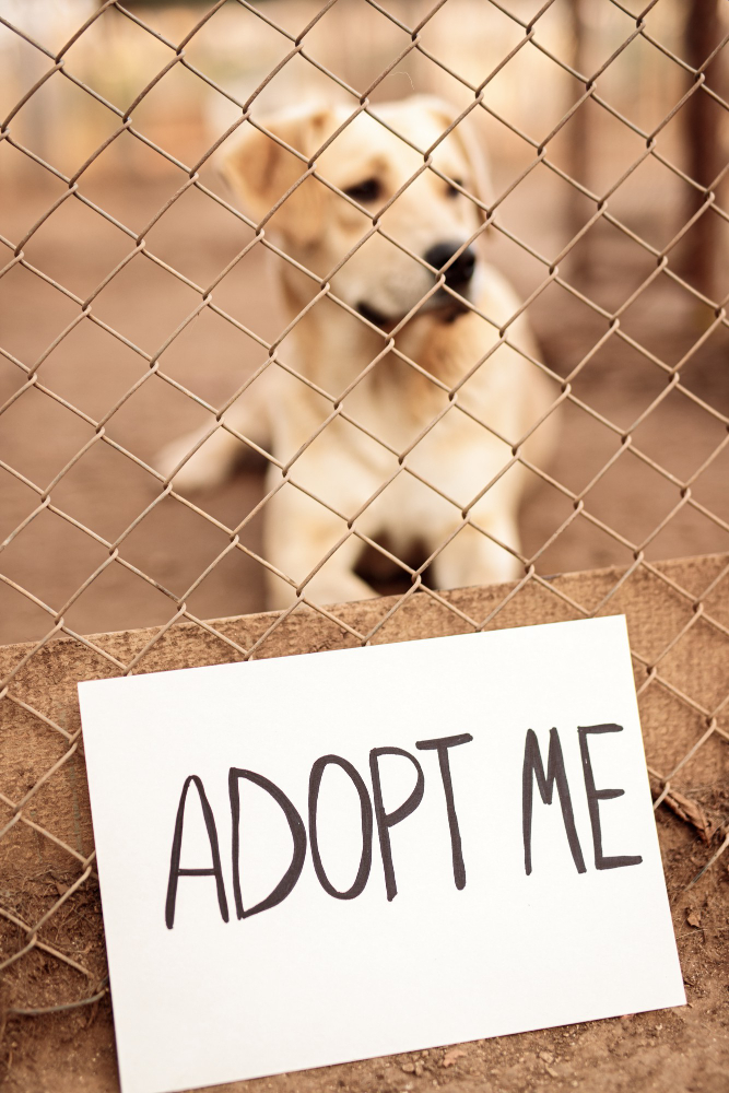 animal shelter and adoption