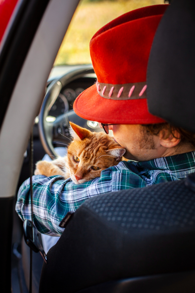 Cats travelling Car EzPz