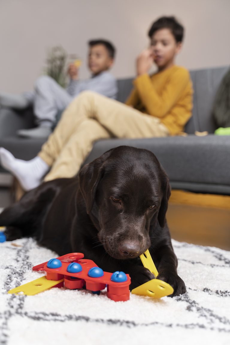 7 Fun Indoor Games and Puzzles to Keep Your Pet Entertained