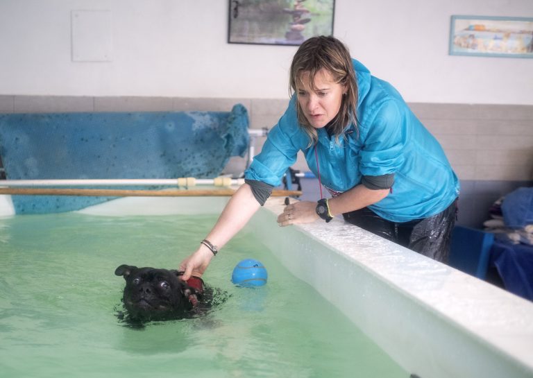 Hydrotherapy For Pets