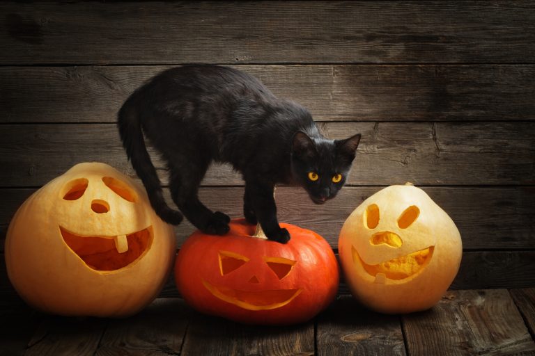 Black Cats Stolen/Adopted on Halloween