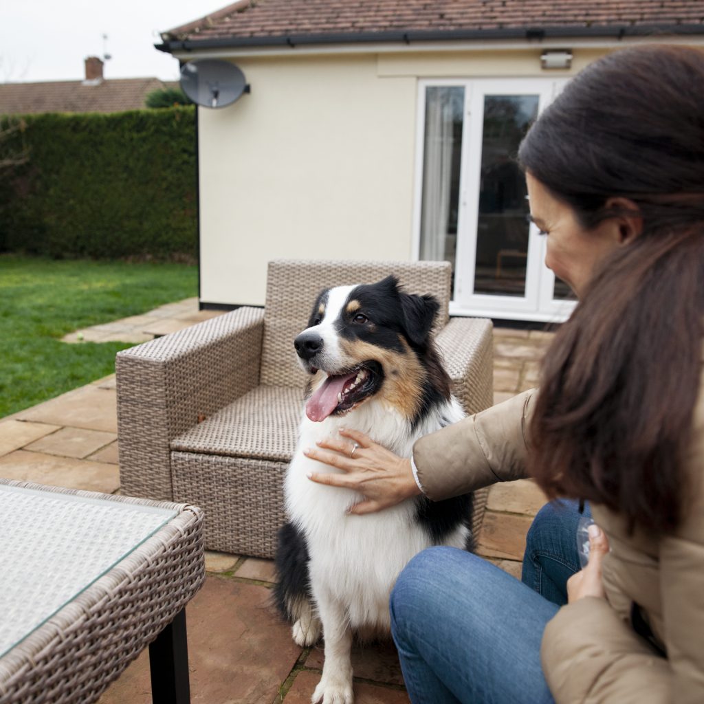 Help Your Pet Adjust To A New Home