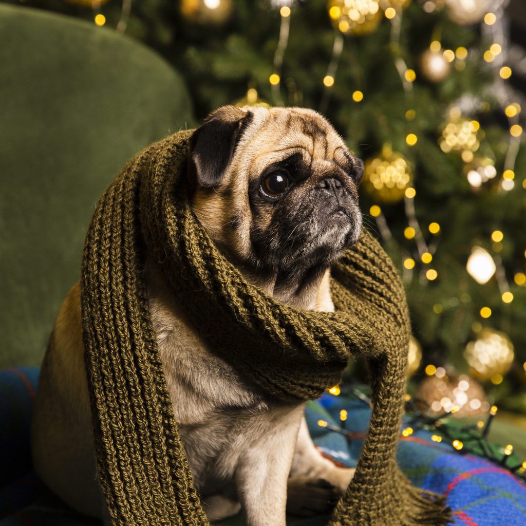 How To Keep Your Pet Safe From Fireworks On New Year's Eve