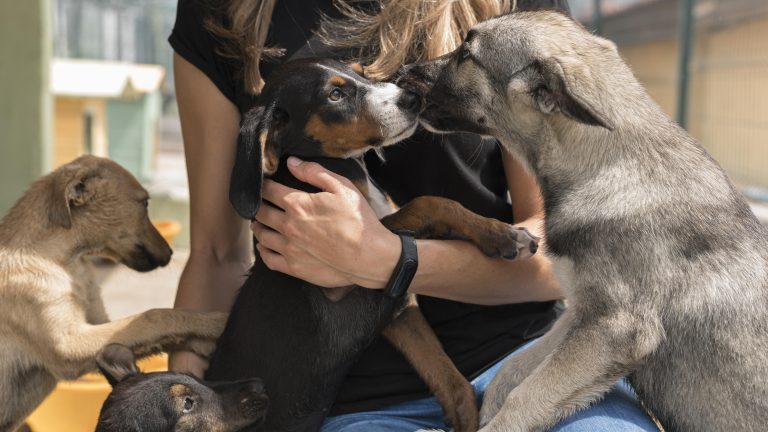 The Joy Of Holiday Pet Adoption Real Stories Of New Beginnings