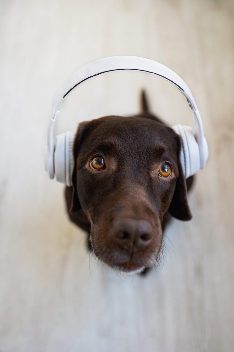 Pet Cope With The Noise Of New Year's Eve