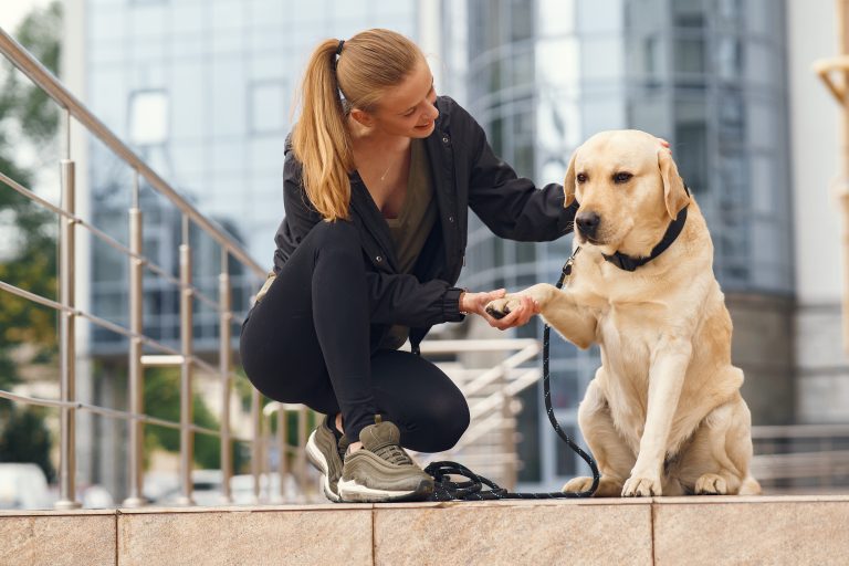 Train Your Pet To Behave In Public