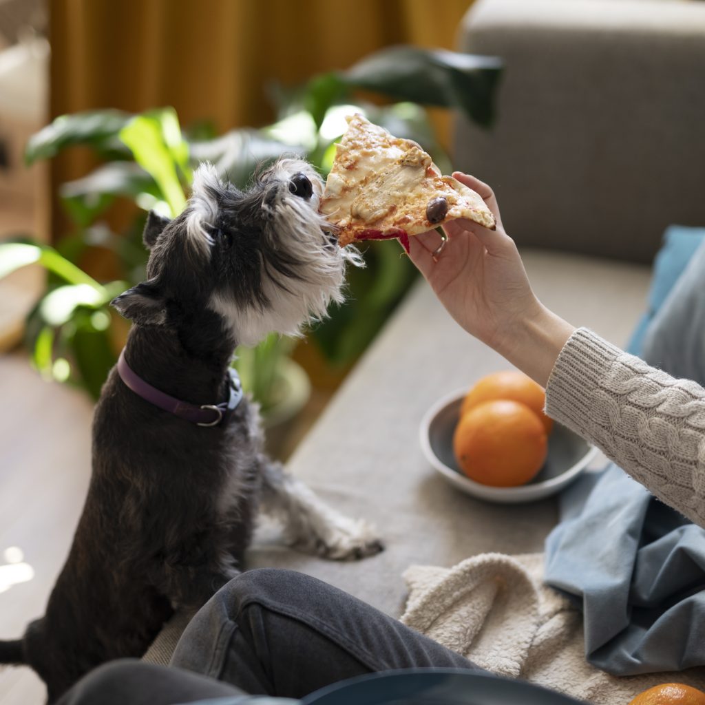 petfriendly Thanksgiving treats