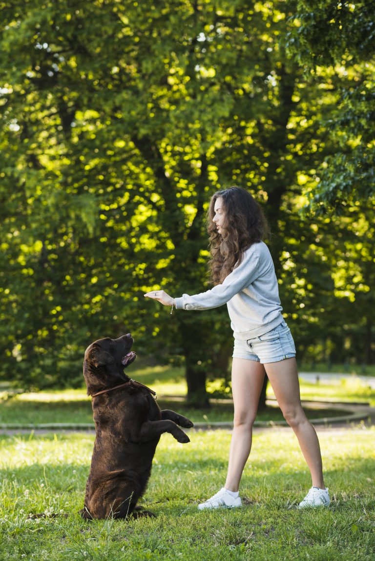 3 Effective Training Techniques For Indoor Exercises With Your Dog