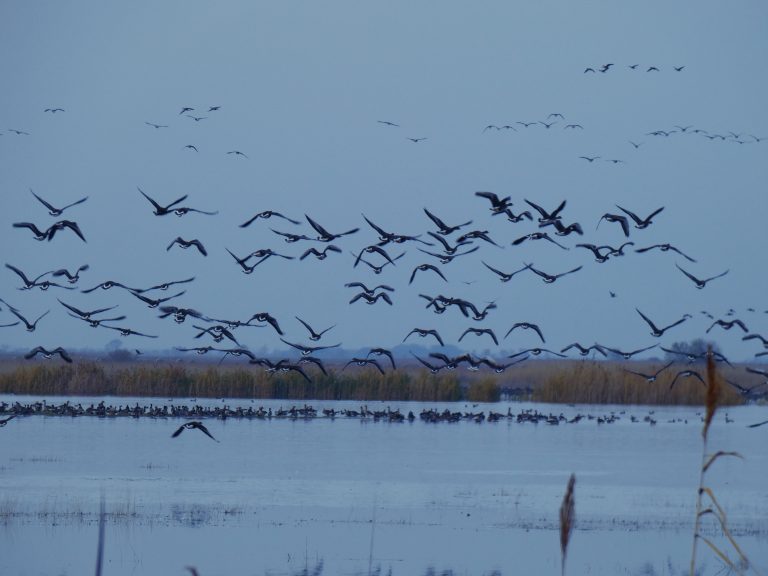 Understanding Bird Migration Patterns