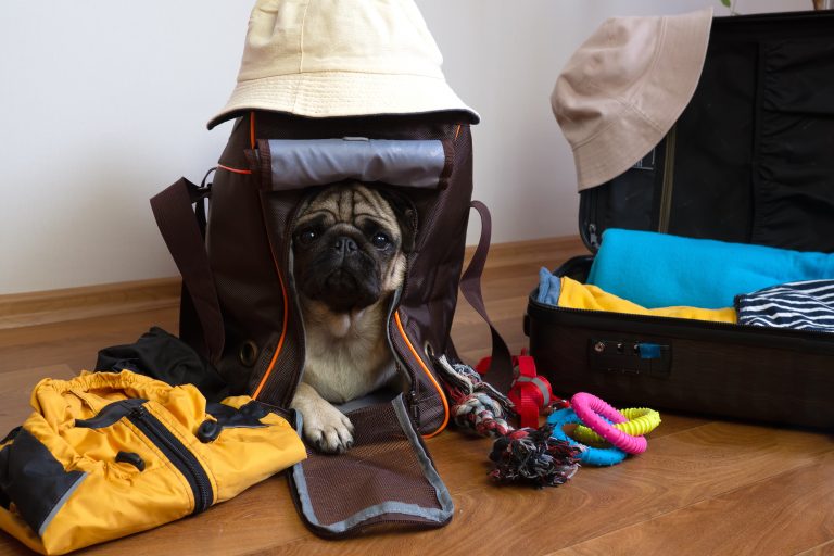 Holiday Travels: 3 Essential Dog Packing List Items for a Stress-Free Journey