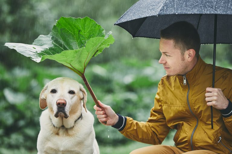 Weather or Not: Understanding How Climate Affects Your Pets