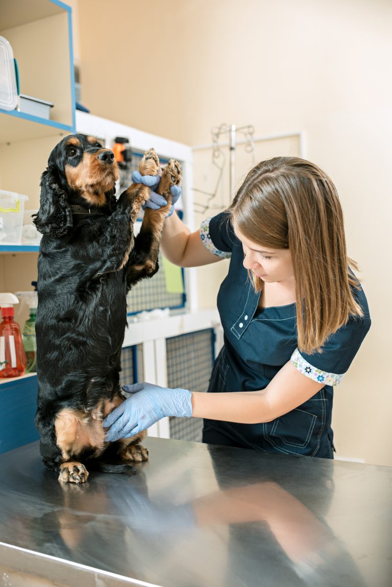 Vet News: Latest Updates And Innovations In The Veterinary World