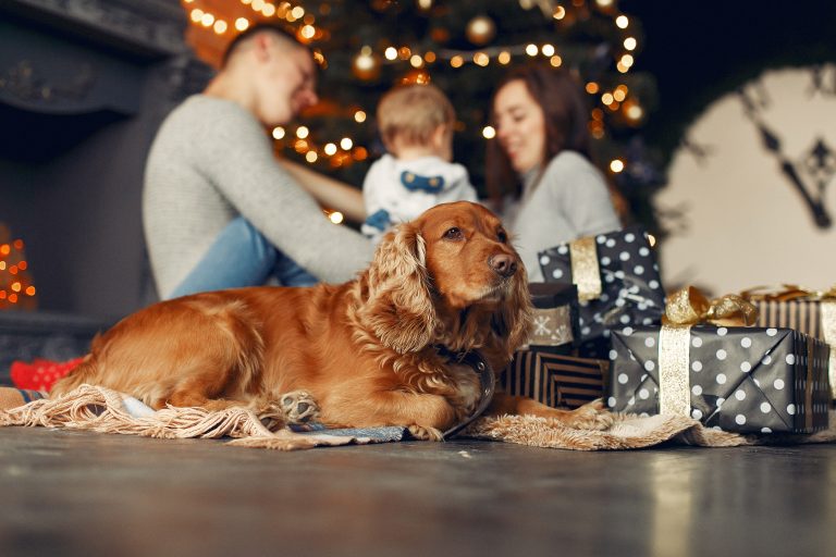 Holiday Gift Guide for Your Pets