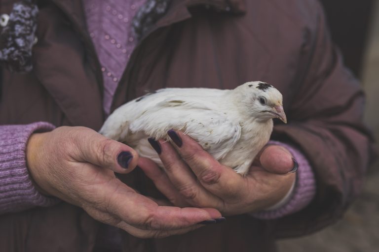 Tips for Optimal Feather Care in Birds