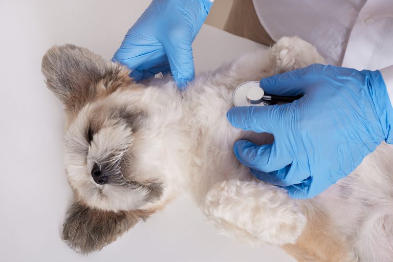 The Lifesaving Choice Understanding the Benefits of SpayingNeutering Your Pets